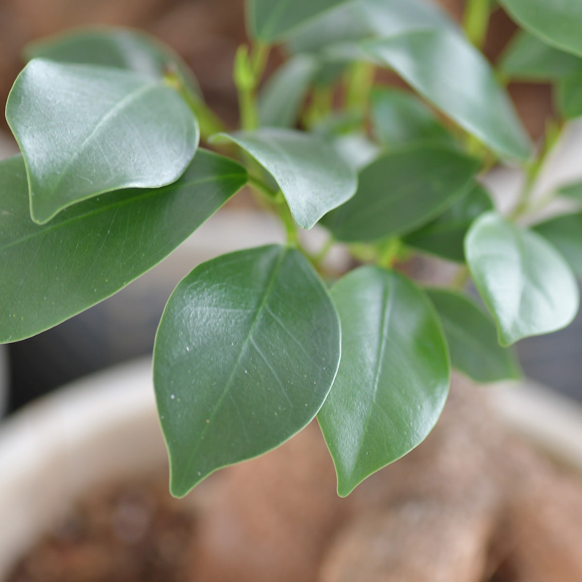 ガジュマル〈コリコ タイプ2〉