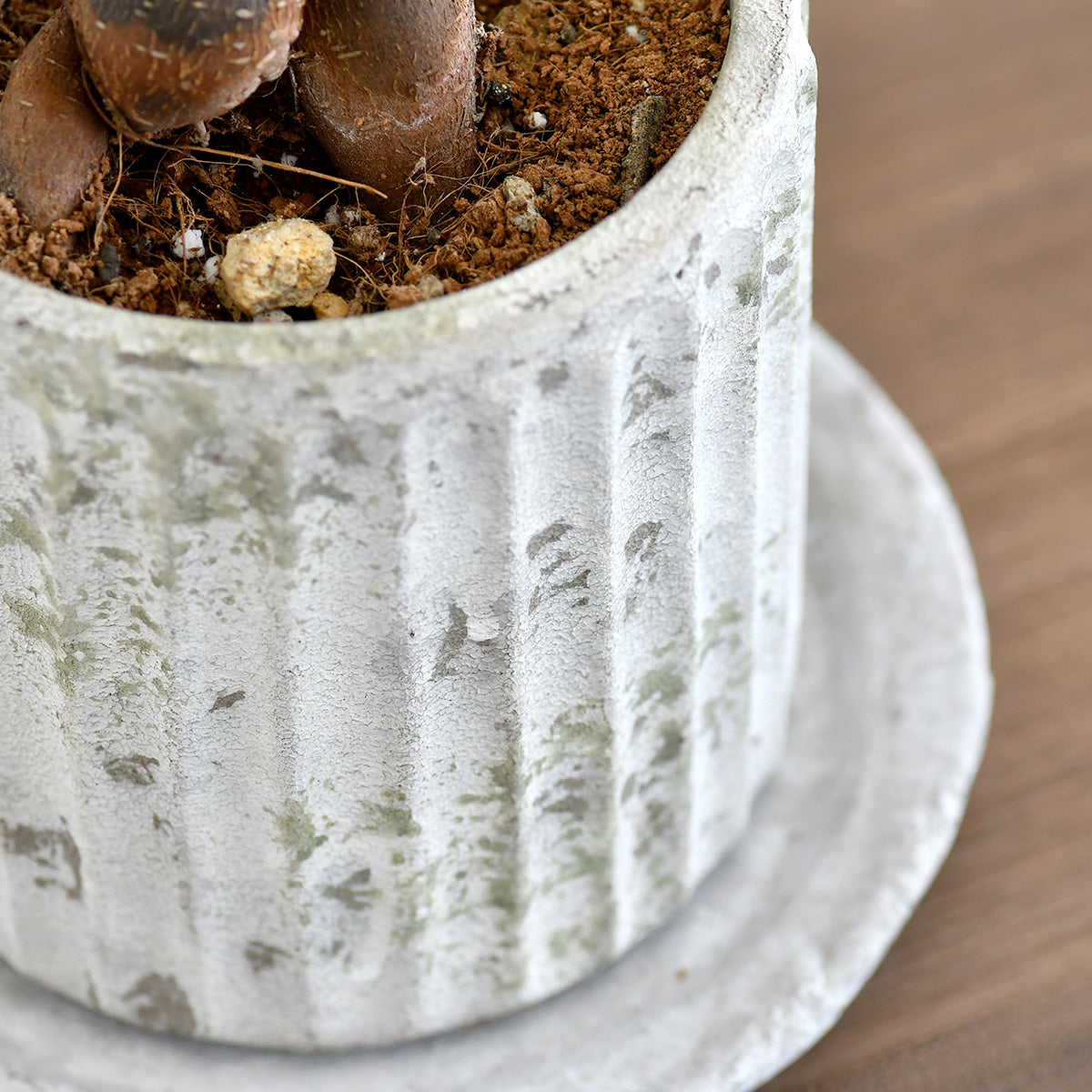 ガジュマル〈コリコ タイプ1〉