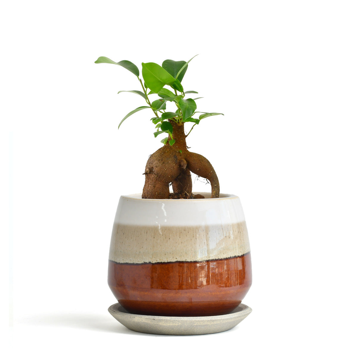 ガジュマル〈DONGURI〉