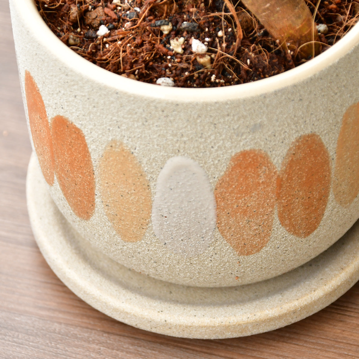 ガジュマル〈サンド〉