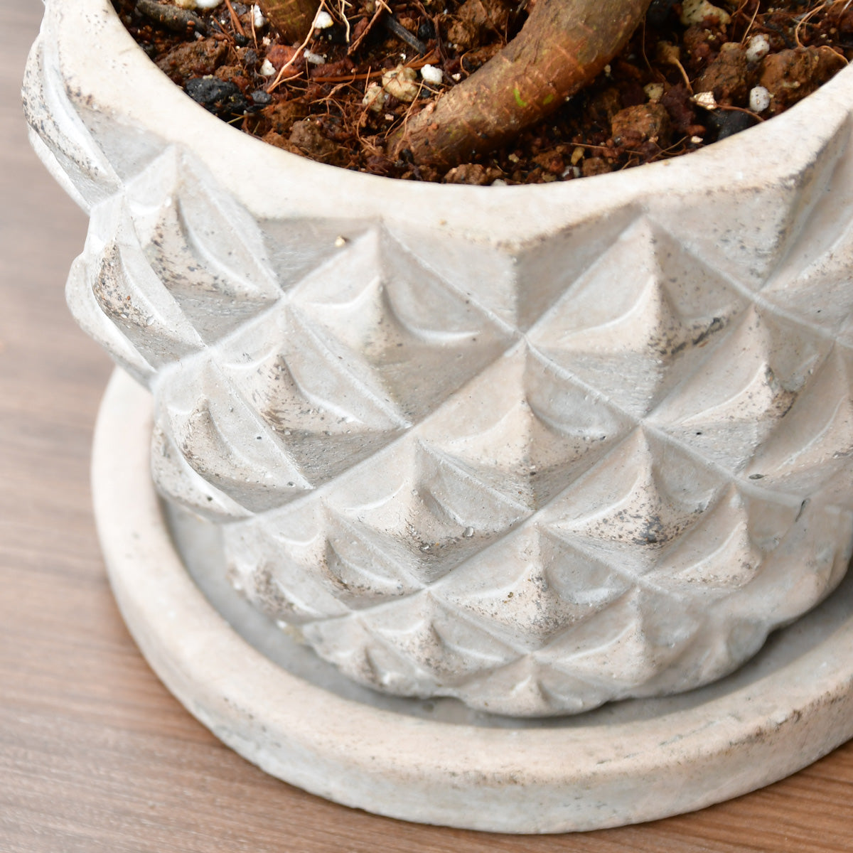 ガジュマル〈ドリアン〉