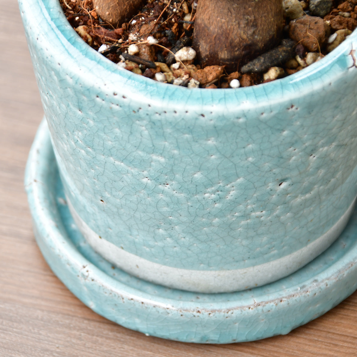 ガジュマル〈シャイン ブルー〉